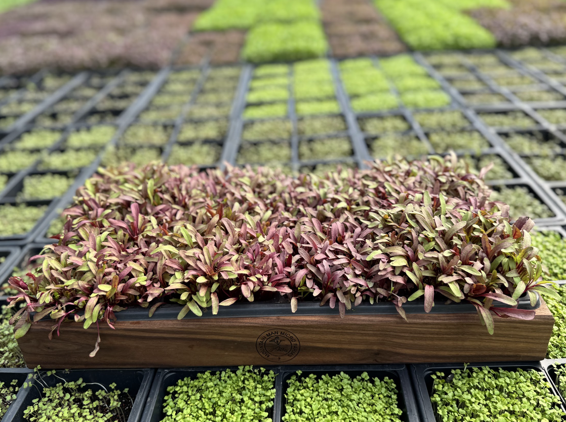 Picture of Microgreens Delivery for Restaurants in Denver | Fresh & Local Greens